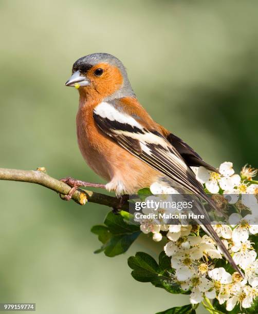 chaffinch - chaffinch stockfoto's en -beelden