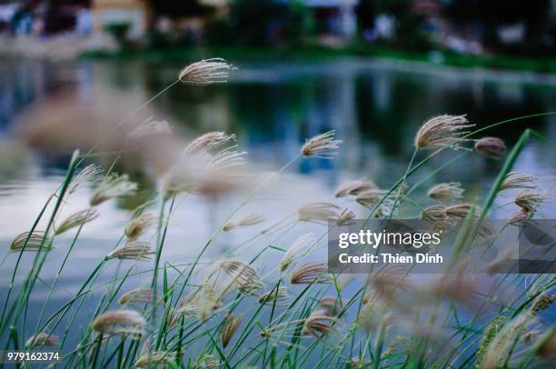 gone with the wind - thien dinh photos et images de collection