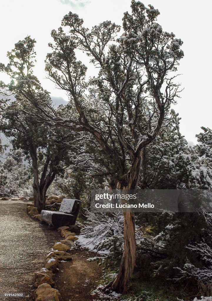 Alley in Grand Canyon National Park at wintertime, Flagstaff, Arizona, USA