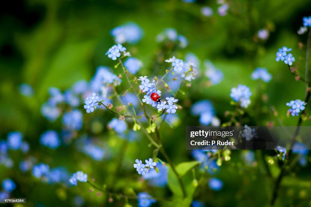 Ladybug on forget-me-nots, Edinburgh, Lothian, Scotland, UK