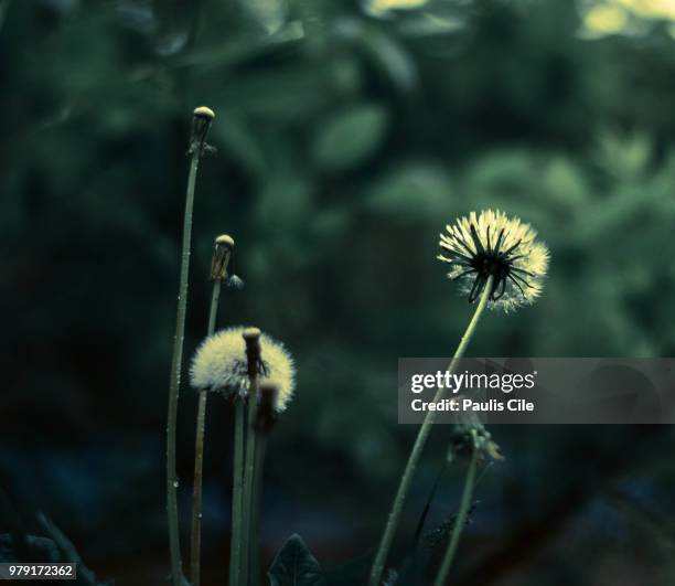 Raffe Paulis 1,846 Paulis Stock Photos, High-Res Pictures, and Images - Getty Images