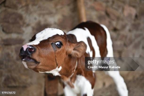 cow calf - cow mooing stock pictures, royalty-free photos & images