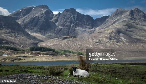 portrait of lamb in mountains, elgol, loch scavaig, isle of skye, scotland, uk - karen miller stock pictures, royalty-free photos & images