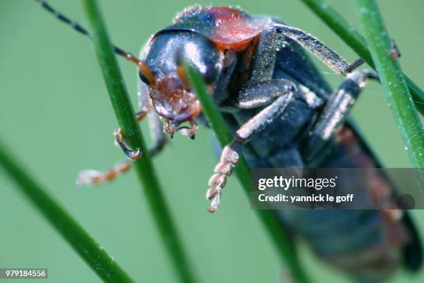 Intethe Insect 359 Insecte Stock Photos, High-Res Pictures, and Images - Getty Images