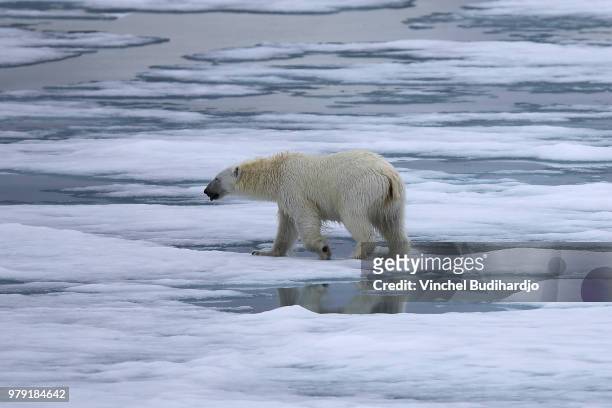 polar bear. svalbard, norway - vulnerable species stock pictures, royalty-free photos & images