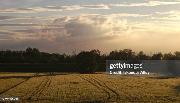 golden wheat, poplar seeds flying around - golden alley stock pictures, royalty-free photos & images