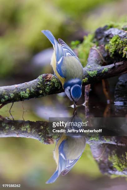 blue tit (cyanistes caeruleus) drinking water - water bird fotografías e imágenes de stock