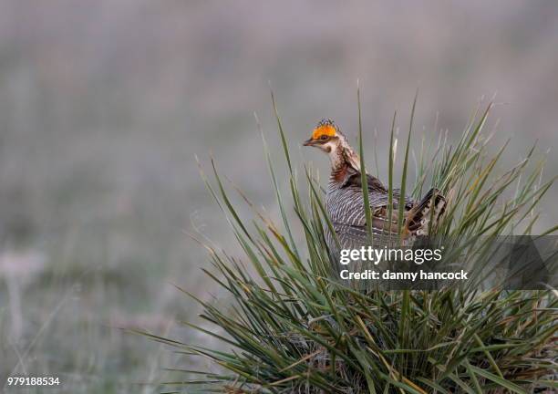 Early Morning Lookout, Stock-Foto