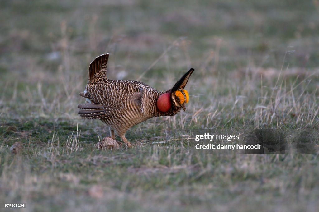 Typical male courtship