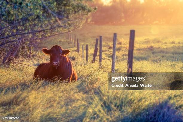 sunset & bull - angela waite bildbanksfoton och bilder