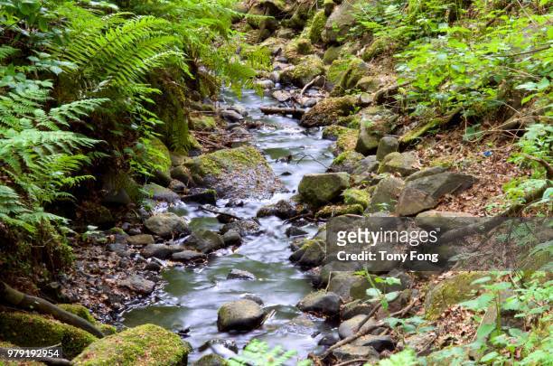 high angle view of stream flowing among stones, linlithgow, west lothian, scotland - リンリスゴー ストックフォトと画像