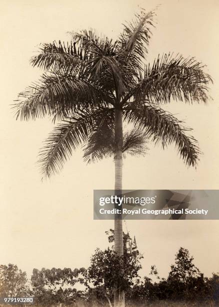 Cabbage palm tree near Claremont, Jamaica, 23/03/1892.