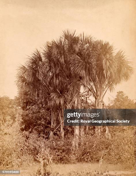 Group of AETA Palms at Bartica Grove, Guyana, 1878.
