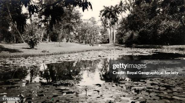 Lotus lillies at Eden Gardens in Calcutta, *Identified in December 2013 as the Botanical Gardens, India, 1925.