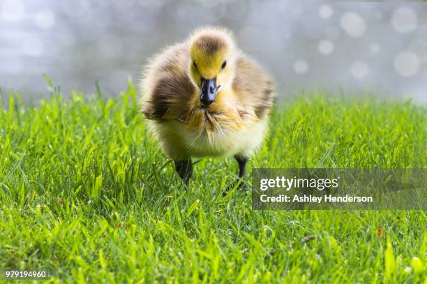 Quacker 24 Quacker Stock Photos, High-Res Pictures, and Images - Getty Images