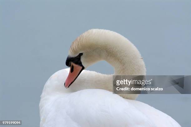 mute swan (cygnus olor) - scalzo stockfoto's en -beelden