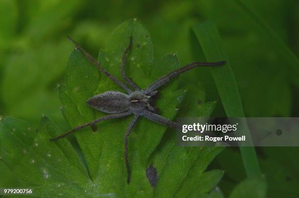 grey spider - huntsman spider stock pictures, royalty-free photos & images