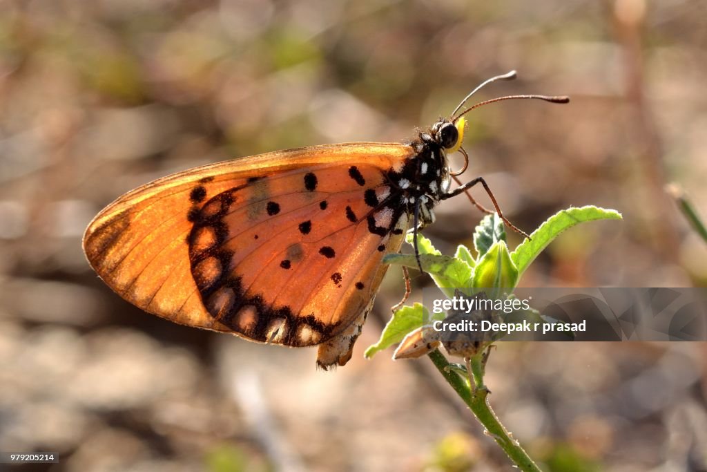 Tawny Coster in the morning light