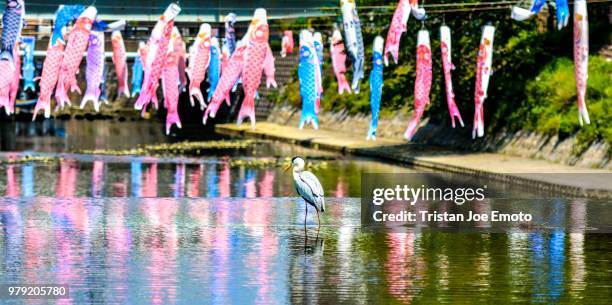 too many fishes. - windsock stock pictures, royalty-free photos & images