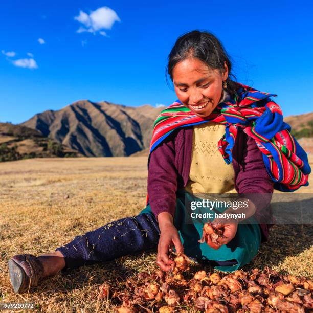 peruvian woman preparing chuno - frozen potato, near cuzco,peru - urubamba valley stock pictures, royalty-free photos & images