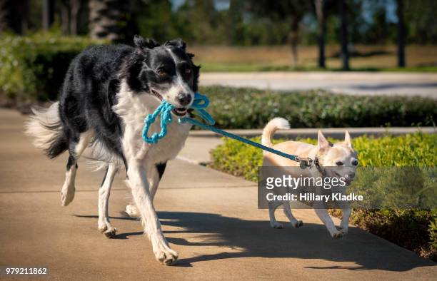 large dog holding leash of smaller dog - emotional support animal stock-fotos und bilder