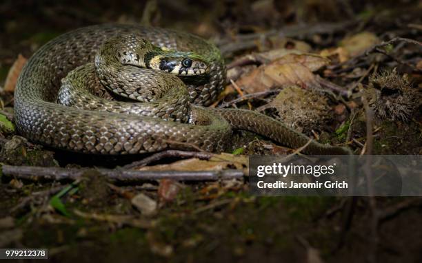Cap Natrix 1,390 Natrix Stock Photos, High-Res Pictures, and Images - Getty Images