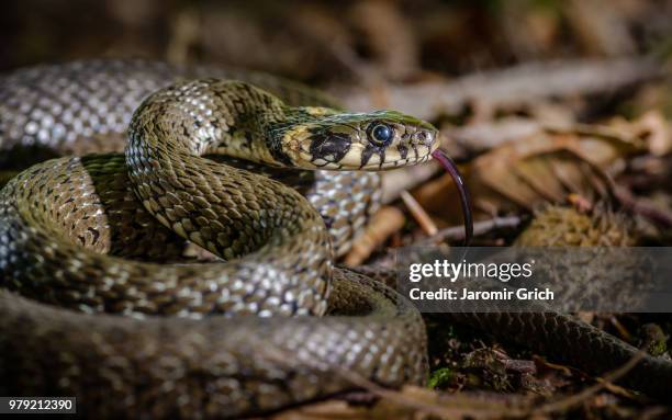 Cap Natrix 1,390 Natrix Stock Photos, High-Res Pictures, and Images - Getty Images