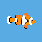 Amphiprion clown fish