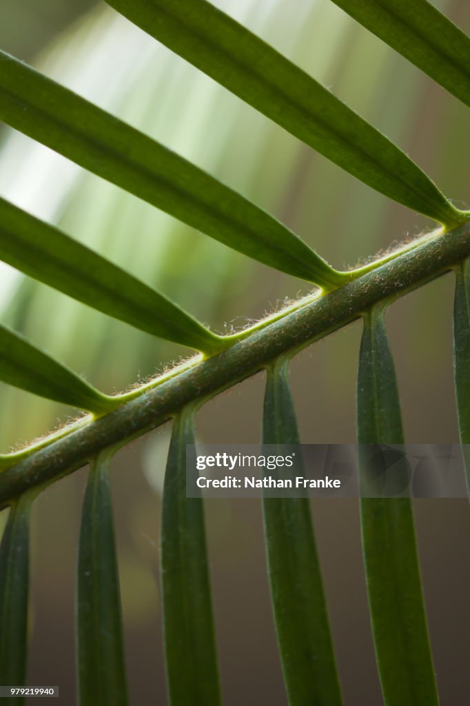 Sago Palm 2
