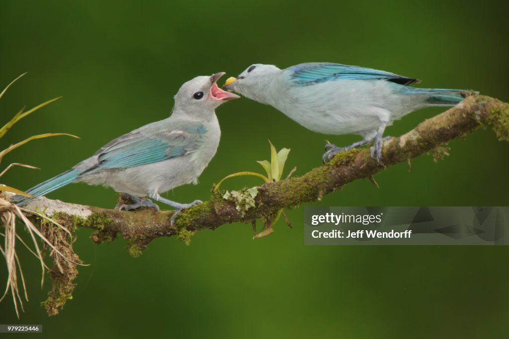 Feeding Time - Blue-grey Tanagers