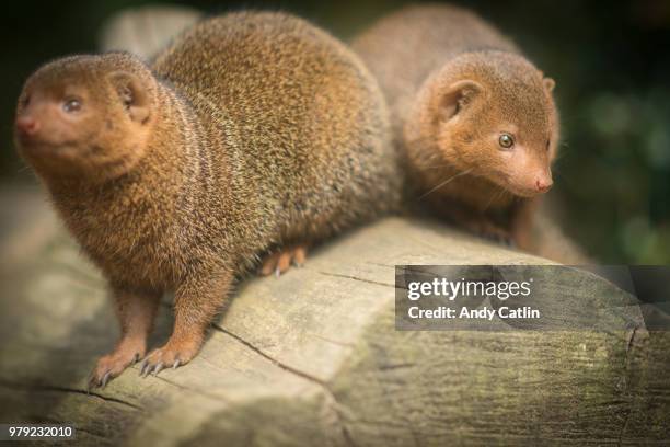 dwarf mongoose - dwarf mongoose stock pictures, royalty-free photos & images