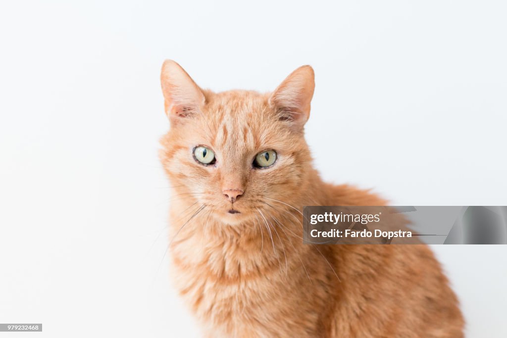 Orange senior cat