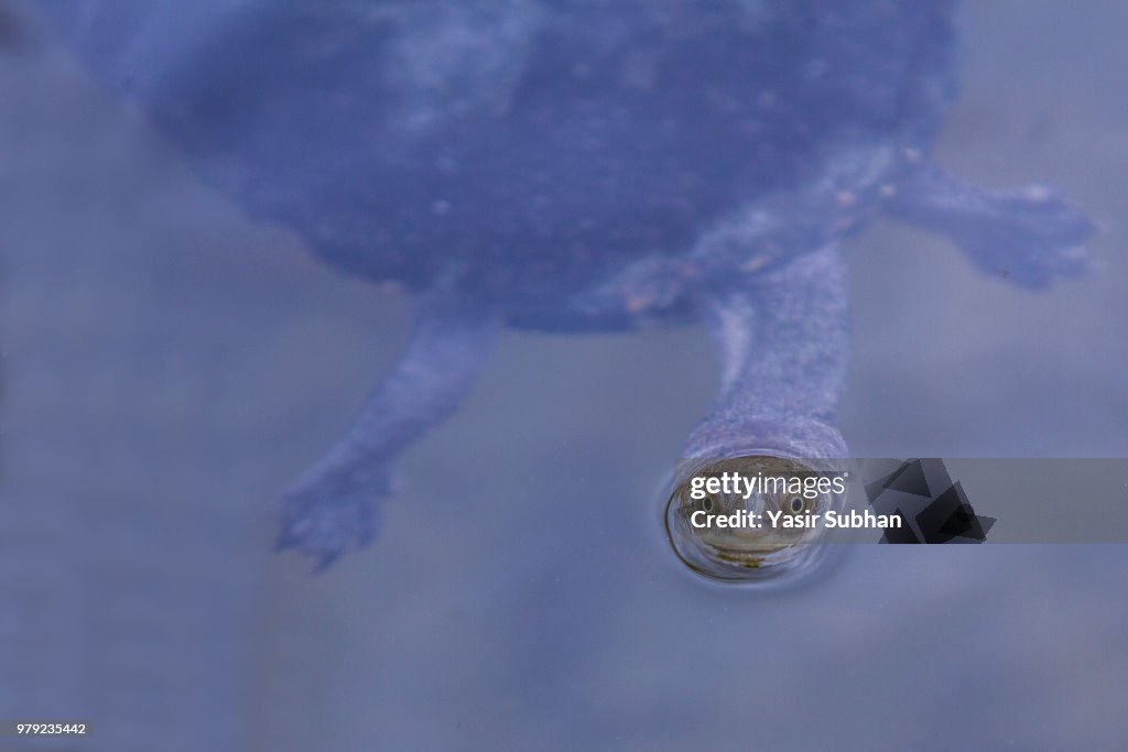 Turtle swimming with head above water