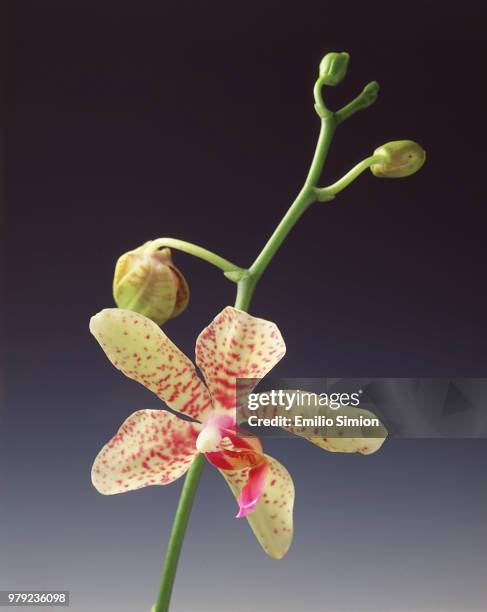 orchid - fiori rosa stock pictures, royalty-free photos & images