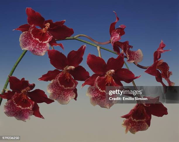 orchid - fiori rosa stock pictures, royalty-free photos & images