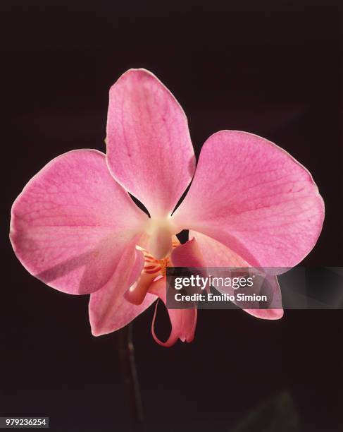 orchid - fiori rosa stock pictures, royalty-free photos & images