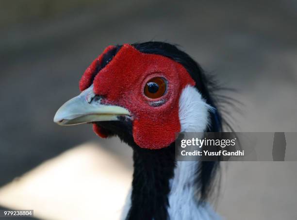 red bird eye, indroda park, gandhinagar - pheasant bird stock-fotos und bilder