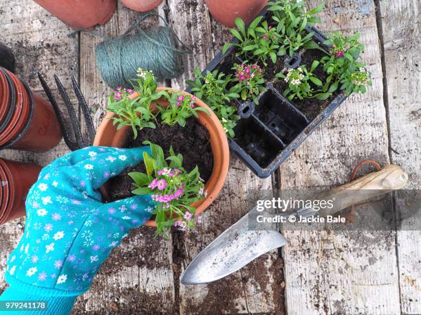 flowers being placed into a flower pot - garden trowel stock pictures, royalty-free photos & images