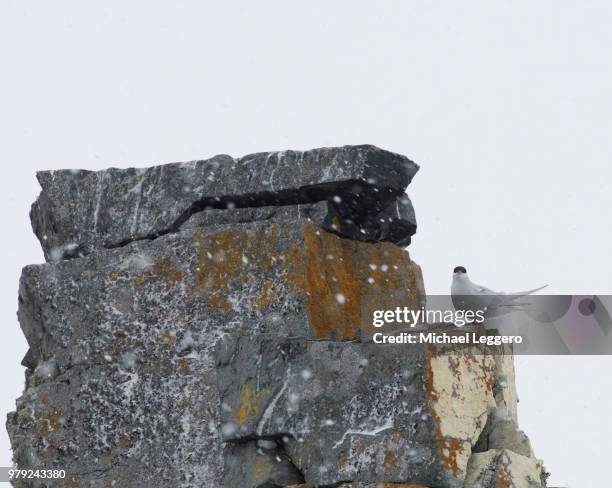 antarctic tern - half moon island stock pictures, royalty-free photos & images