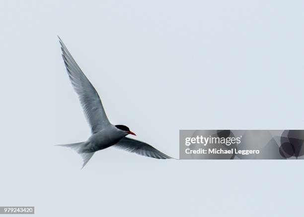 antarctic tern - half moon island stock pictures, royalty-free photos & images