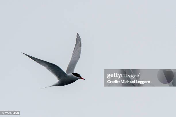 antarctic tern - half moon island stock pictures, royalty-free photos & images