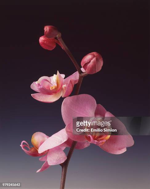 orchid - orchidea ストックフォトと画像