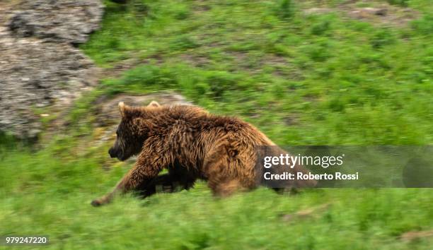 bear in race - omnivorous stock pictures, royalty-free photos & images