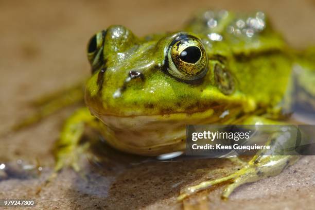 Ribbit 206 Frog Ribbit Stock Photos, High-Res Pictures, and Images - Getty Images