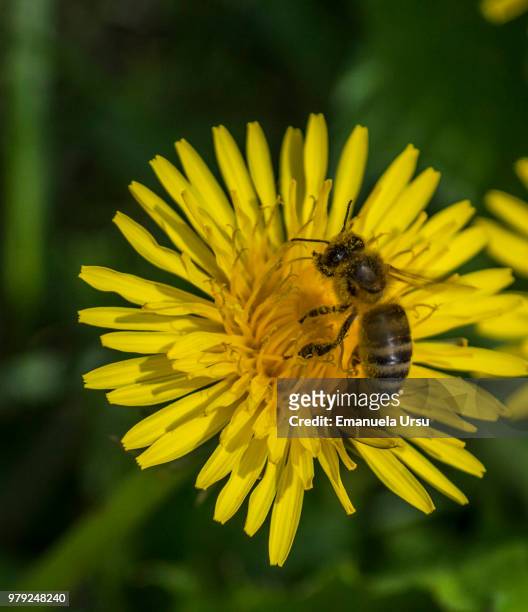 abeja - abeja stock pictures, royalty-free photos & images