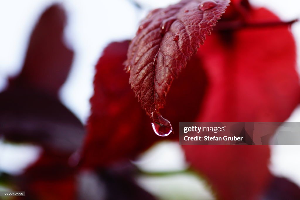 After the Rain