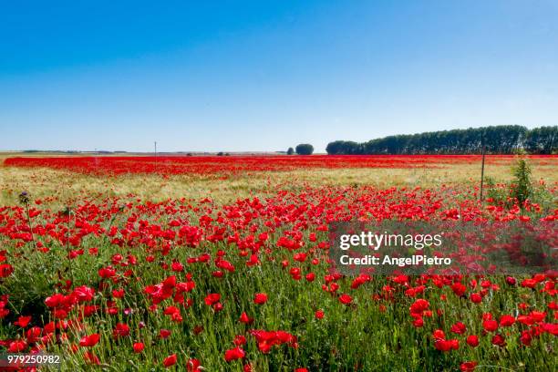 sping landscape - miguelangelortega stock pictures, royalty-free photos & images