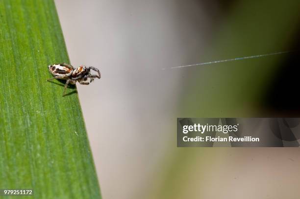 Photo Filet Funambule Funambule Photos and Premium High Res Pictures - Getty Images