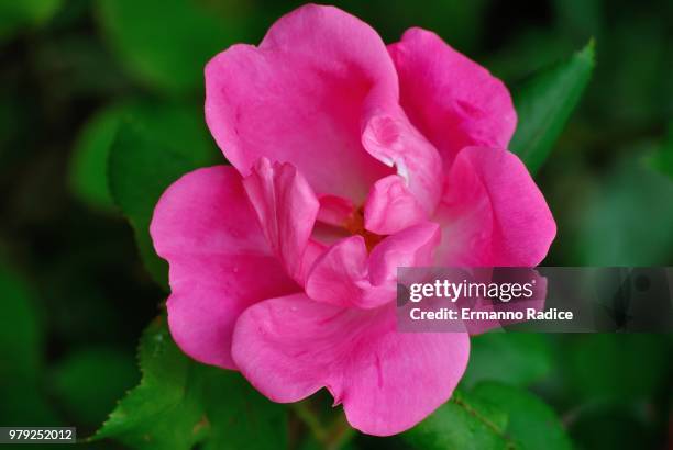 pink flower - radice stock-fotos und bilder