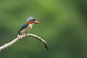 Bannded Kingfisher, male